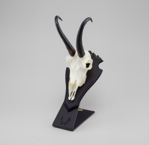 Stojak pod haki kozicy + płyta P3