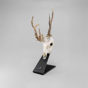 Stojak pod poroże rogacza/haki kozicy M1